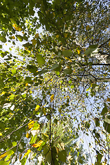 Image showing changing birch foliage