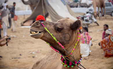 Image showing Camels at the Pushkar Fair, also called the Pushkar Camel Fair o