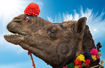 Image showing Camels at the Pushkar Fair, also called the Pushkar Camel Fair o