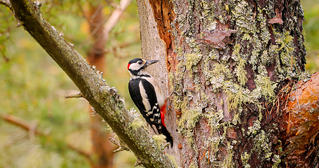 Image showing Great spotted woodpecker bird on a tree looking for food. Great