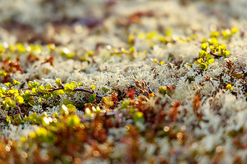 Image showing Arctic Tundra lichen moss close-up. Found primarily in areas of