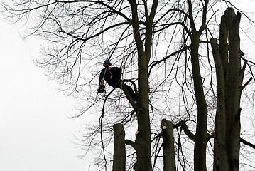 Image showing Tree Felling