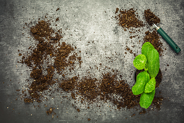 Image showing Vegetable propagation and replanting seedling concept with flowerpots, soil and gardening tools