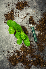 Image showing Vegetable propagation and replanting seedling concept with flowerpots, soil and gardening tools