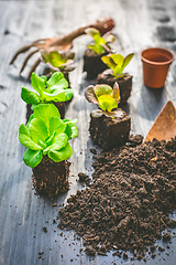 Image showing Planting young seedlings of lettuce in vegetable raised bed