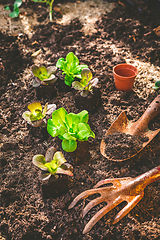 Image showing Planting young seedlings of lettuce in vegetable raised bed