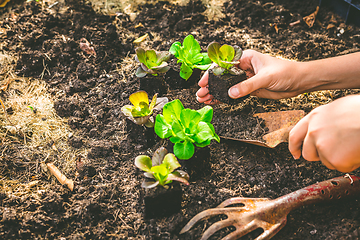 Image showing Planting young seedlings of lettuce in vegetable raised bed