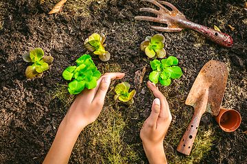 Image showing Planting young seedlings of lettuce in vegetable raised bed