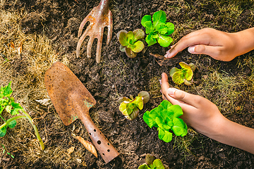 Image showing Planting young seedlings of lettuce in vegetable raised bed