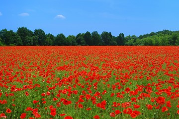 Image showing Poppies Field