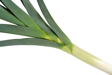 Image showing Leek