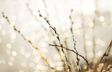 Image showing close up of pussy willow branches indoors