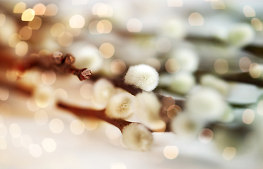 Image showing close up of pussy willow branches on white