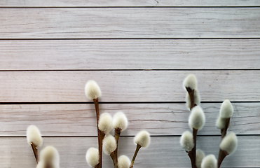 Image showing close up of pussy willow branches on white