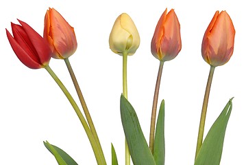 Image showing Tulips