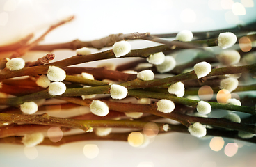 Image showing close up of pussy willow branches over lights