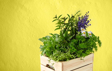 Image showing green herbs and flowers in wooden box on yellow