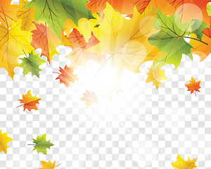 Image showing Maple leaves on transparency grid