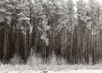 Image showing Frost in the trees