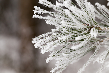 Image showing Needles in the frost