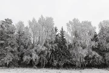 Image showing Photographed winter forest