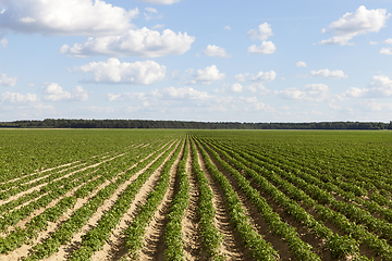 Image showing long furrows