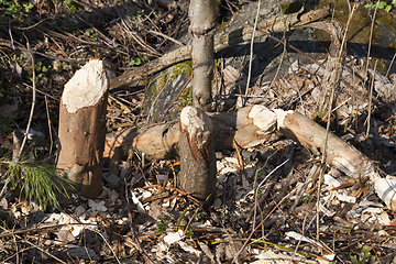 Image showing trunks of small trees