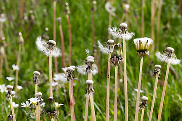 Image showing dandelions seeds