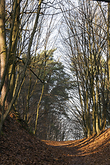 Image showing village road through forest