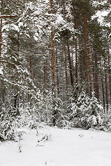 Image showing Winter landscape, snowfall