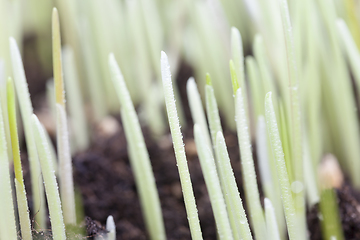 Image showing drop water and wheat