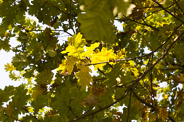 Image showing oak autumn leaf