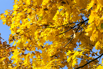 Image showing yellowed maple trees in autumn