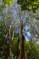 Image showing tree trunk