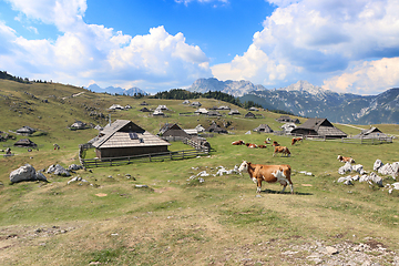 Image showing Herdsmens huts and cows on the Big Mountain Plateau in Slovenia 
