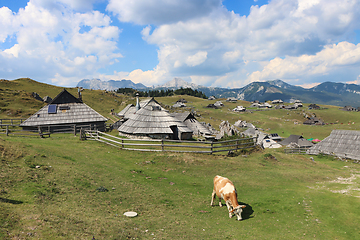 Image showing Herdsmens huts and cows on the Big Mountain Plateau in Slovenia 