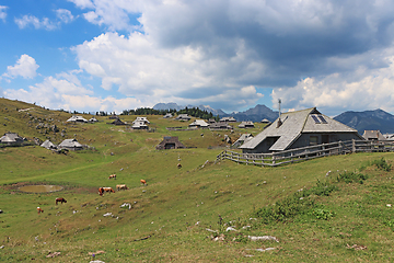 Image showing Herdsmens huts and cows on the Big Mountain Plateau in Slovenia 