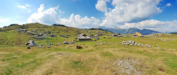 Image showing Herdsmens huts and cows on the Big Mountain Plateau in Slovenia 