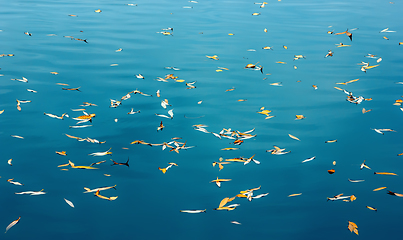 Image showing Small Yellow Autumn Leaves Float on the Lake Surface