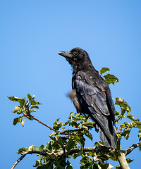 Image showing Carrion Crow Juvenile