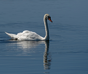 Image showing Mute Swan in Sunlight with Reflection