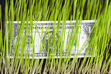 Image showing green grass and dollar