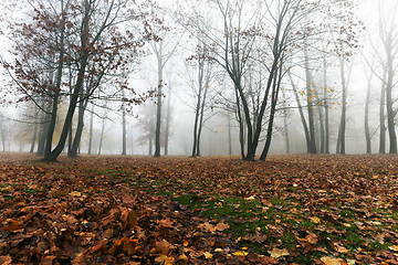 Image showing Fog in autumn season