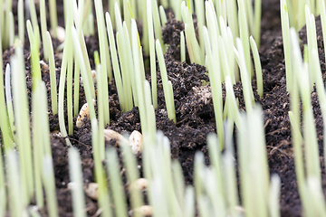 Image showing wheat crop