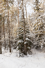 Image showing Trees in winter