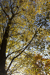 Image showing Yellow maple foliage