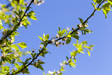 Image showing flower tree