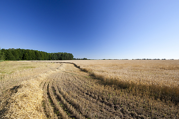 Image showing harvest wheat