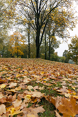 Image showing yellowed maple trees in autumn