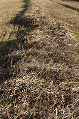 Image showing straw field